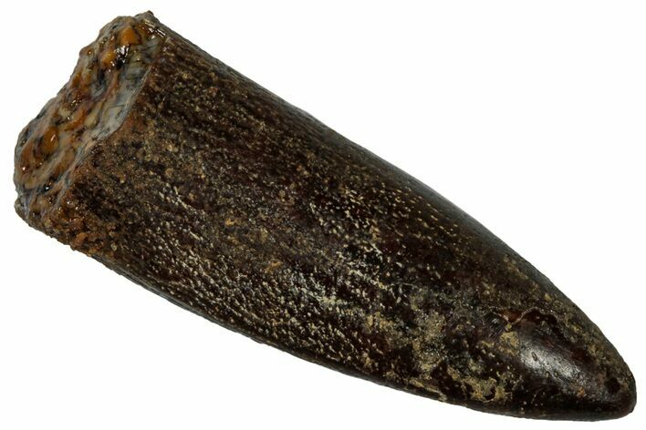 Fossil Sauropod Dinosaur (Titanosaur) Tooth - Morocco #298488